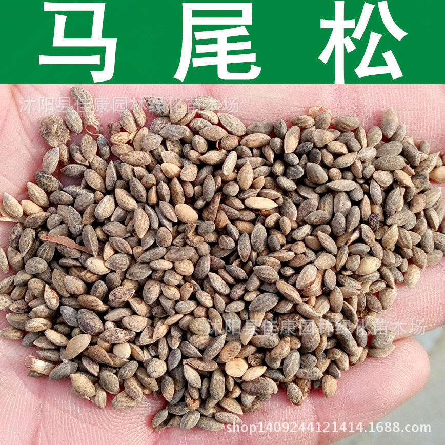 林木种子 马尾松种子 山松 枞松 枞树 青松种子 1件=1斤