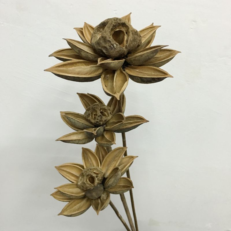 云南干花花束莲花手拈花**手工荷花干枝天然干花装饰花落地仿.