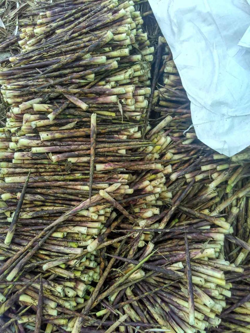 我们家大山里的红皮竹笋9月份上市需要新鲜竹笋的请8月份联系