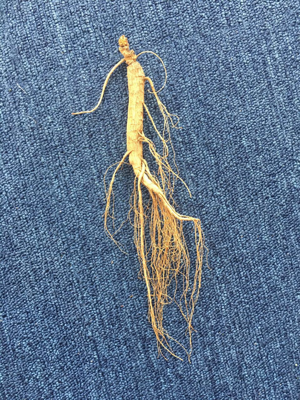 正宗长白山野山参林下参移山参高龄山参自然生长产地批发