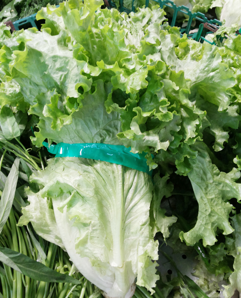 新鲜绿色蔬菜生菜 天然放心大叶生菜 奶油沙拉火锅汉堡原料