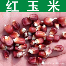 红玉米种子 红糯玉米种子 红玉米粒 1件=1斤
