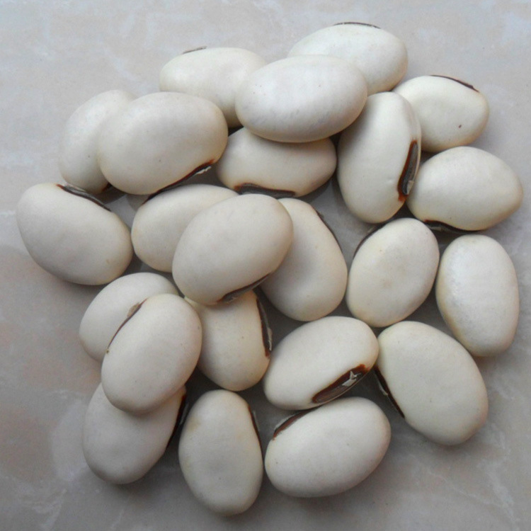 中药材批发 白刀豆 白凤豆 洋刀豆 立刀豆 刀豆