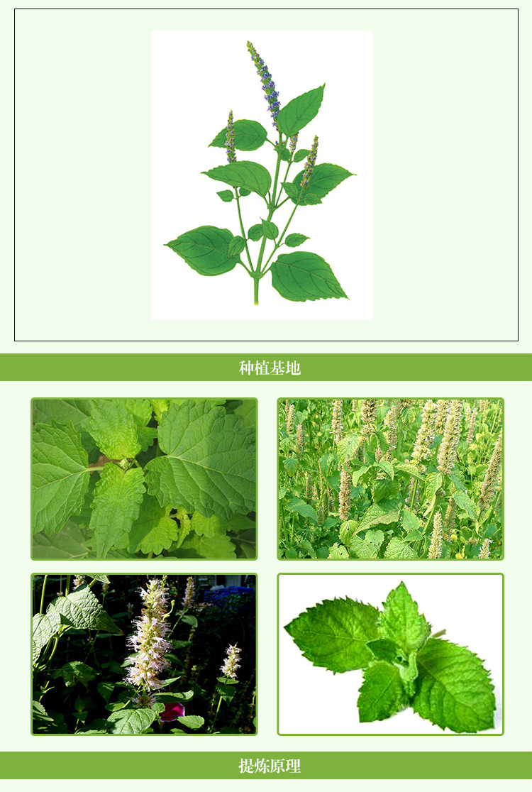 厂家供应优质天然植物香料油广藿香油