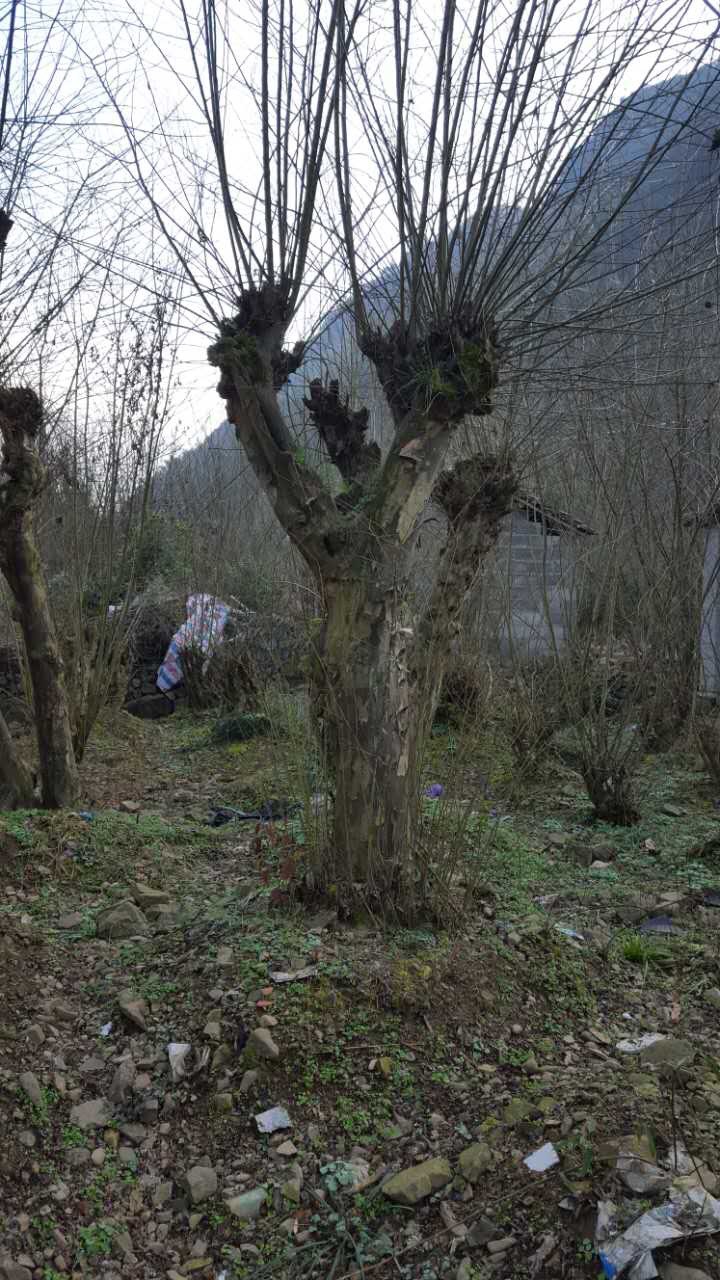 青檀,檀皮,檀木,古树名木历史悠久,20-60公分 15855557799乔