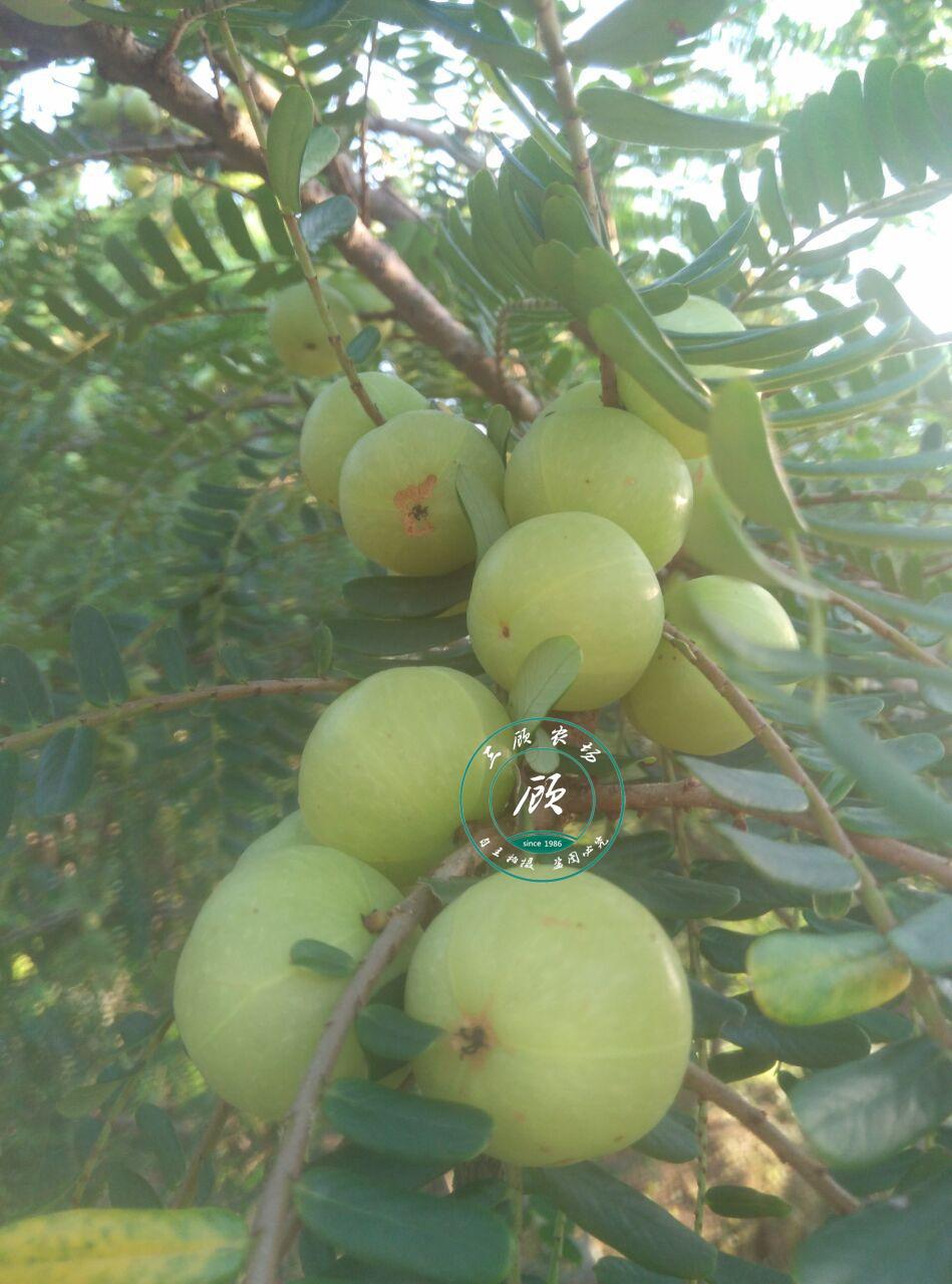 正宗油柑苗子嫁接果树苗 牛柑子余甘果余甘子维生素果子南北果树