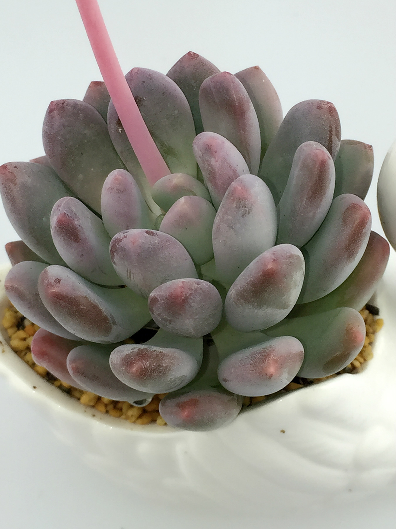 【龙哥多肉植物】灯美人 单头 净化空气 品相无敌