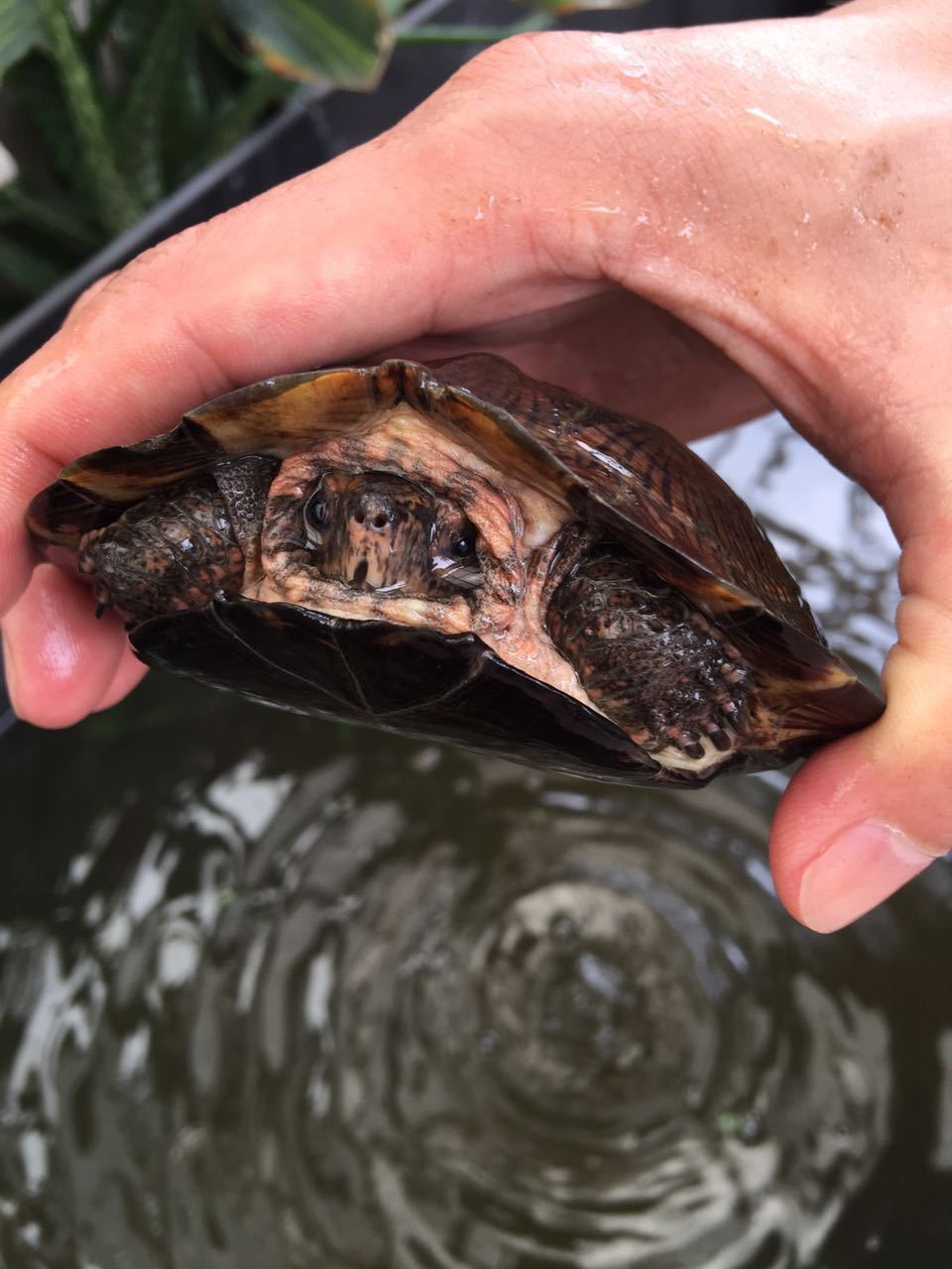 越南种齿缘龟 下山养定两年 冷水自然过冬 大量批发