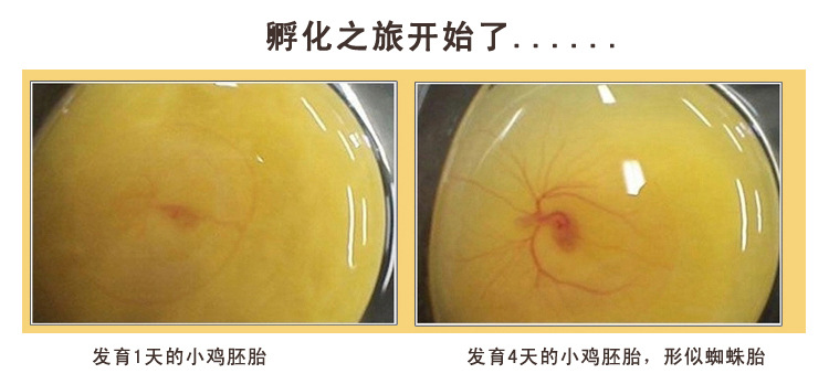 鸟蛋孵化过程照蛋图图片