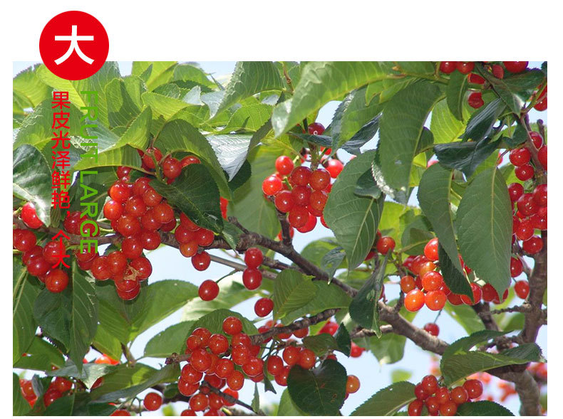 产地批发珠砂樱桃树苗 盆栽地栽樱桃树苗果肉细嫩多汁味最浓甜