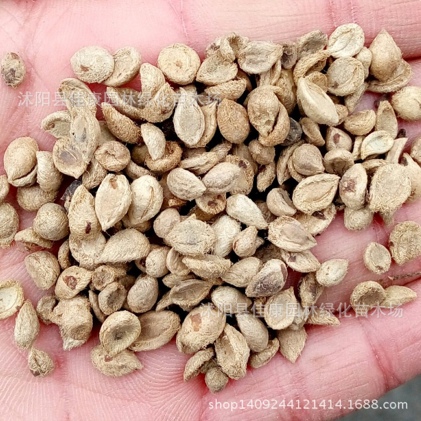 正宗九里香种子 石辣椒种子 九秋香 九树香 七里香种子 1件=1斤