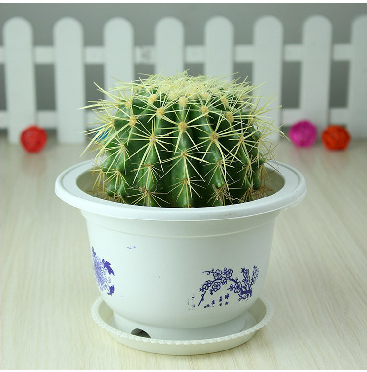 批发基地直销本色 金虎美虎仙人球 防辐射净化空气多肉盆栽包邮