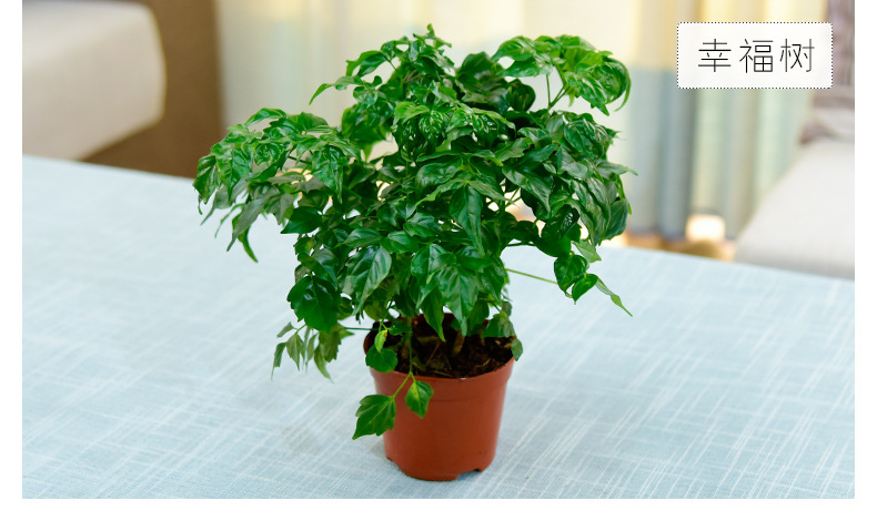 盆栽批发 幸福树 观叶植物 花卉绿植小盆栽 广州盆栽批发