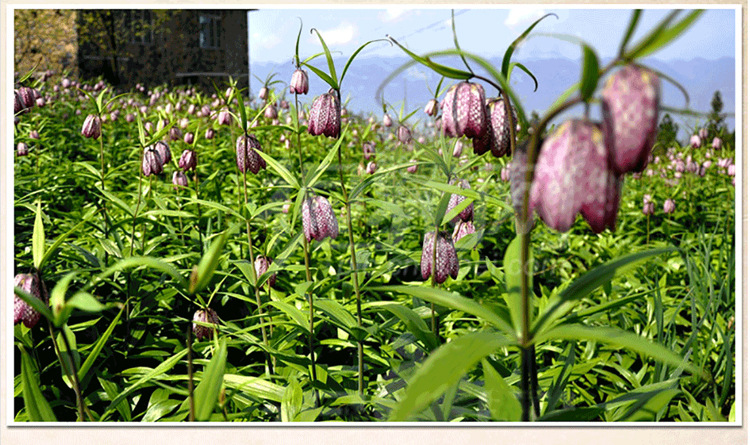 中药材批发贝母 东北平贝母 小贝母