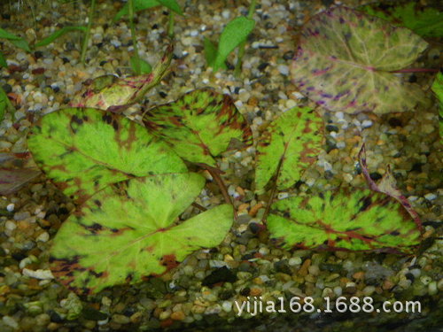 青虎斑睡莲 青虎睡莲 真水草 观赏水草 鱼缸水族箱造景 装饰 批发