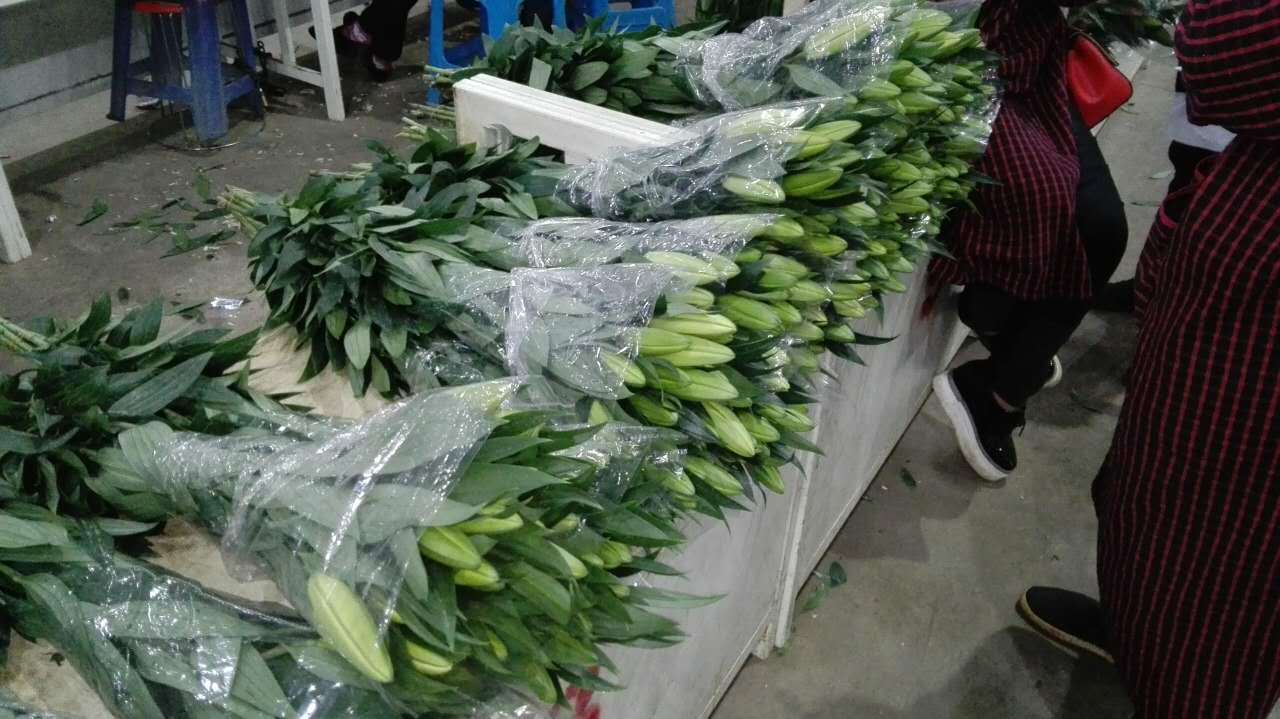 云南鲜切花批发百合剃伯鲜花批发情人节母亲节一件代发