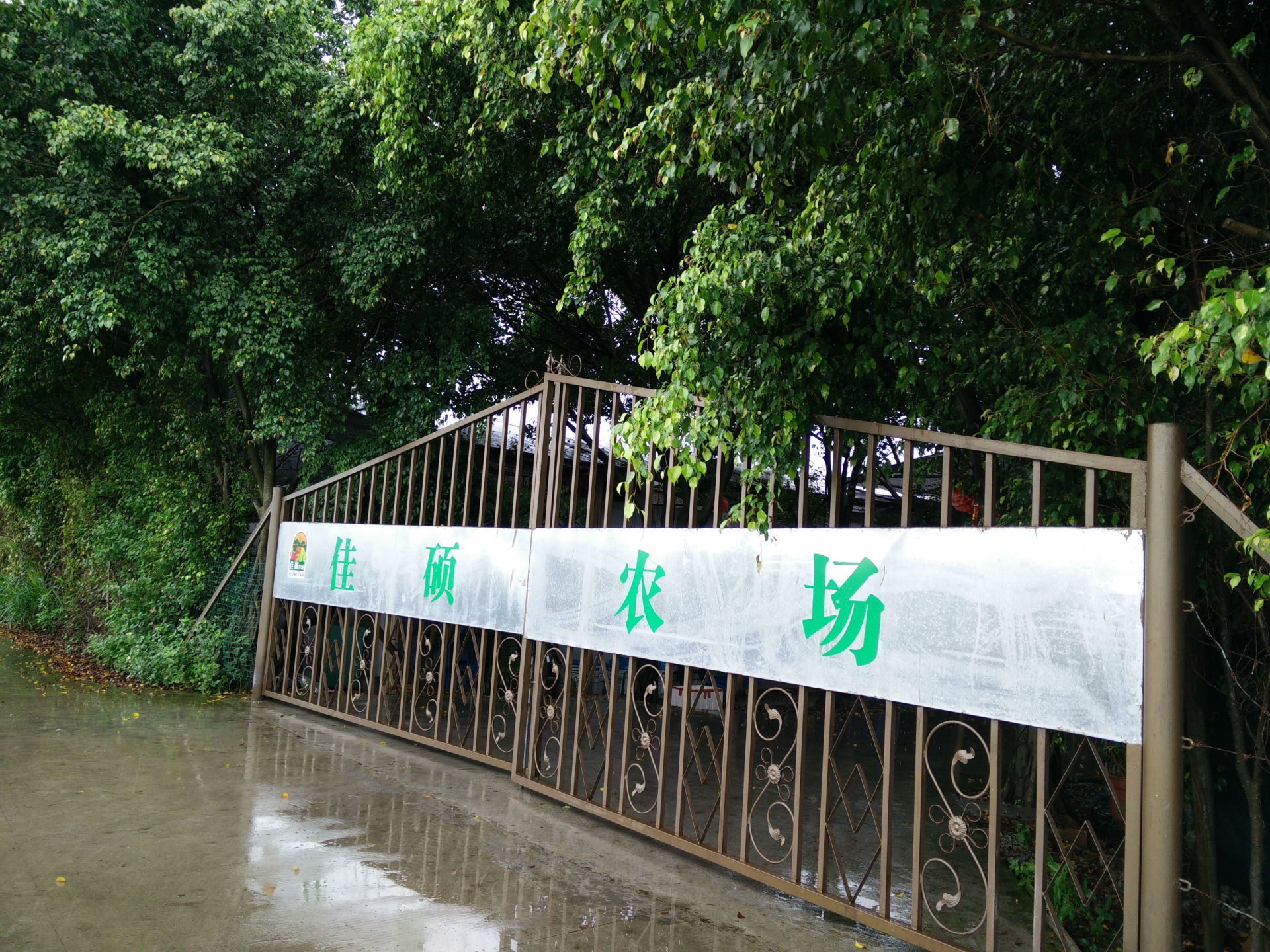 广州市番禺区佳硕农场夏威夷木瓜,乳瓜,万寿果—绿色食品