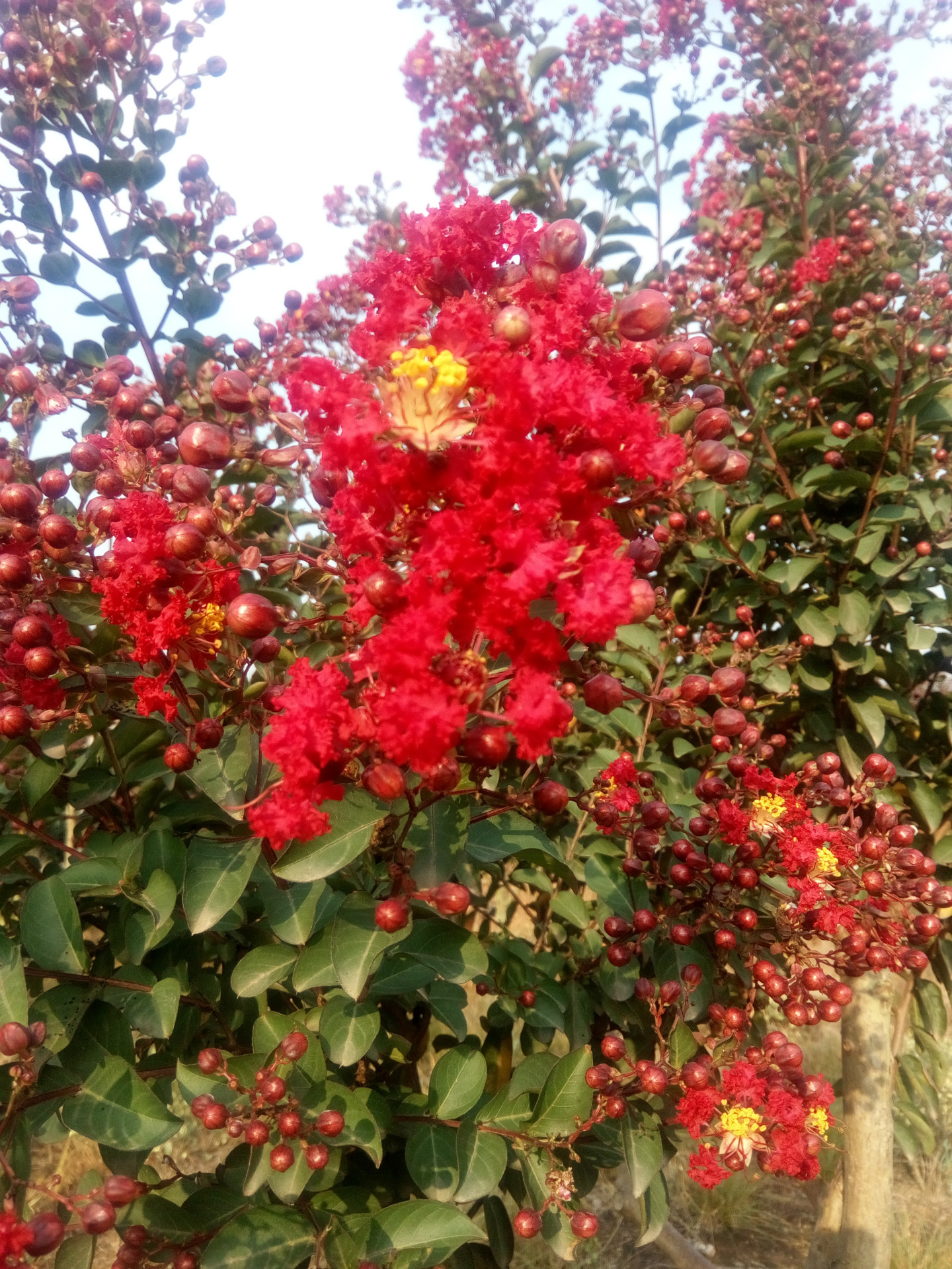 红火箭紫薇,原产美国.以花期长,颜色艳丽闻名.