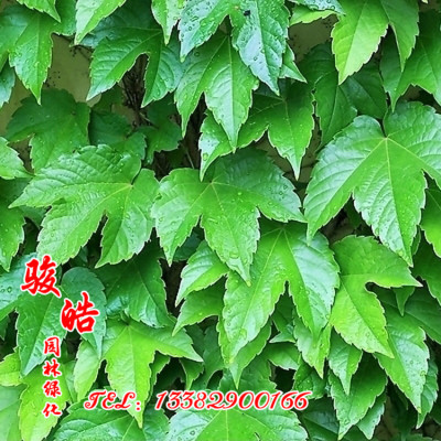 爬山虎 五叶地锦 爬墙高手 遮阳降温 2年苗 藤本植物图片