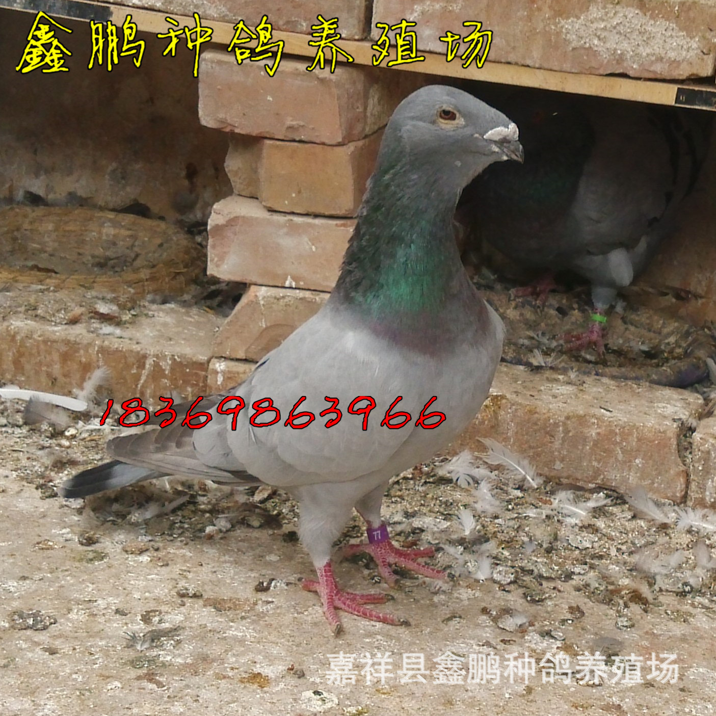 白色蛇头鸽子种鸽出售!一年左右头型鸽子,种鸽质量