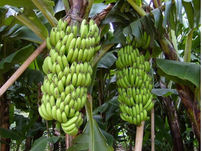 广东高州新鲜香蕉水果5斤青香蕉健康果园直发