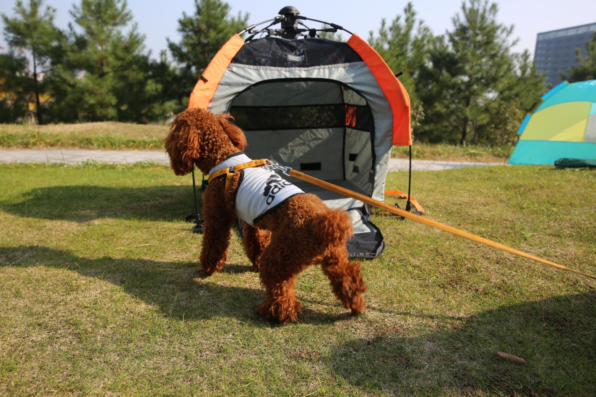 新款单层宠物猫狗自动伸缩帐篷户外野营帐篷