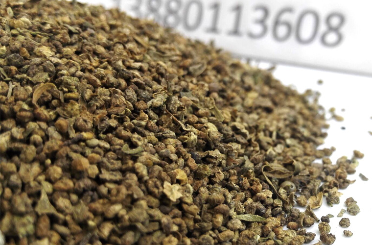 地肤子净货统货铁扫把籽散装批发四川产地直供中药材批发