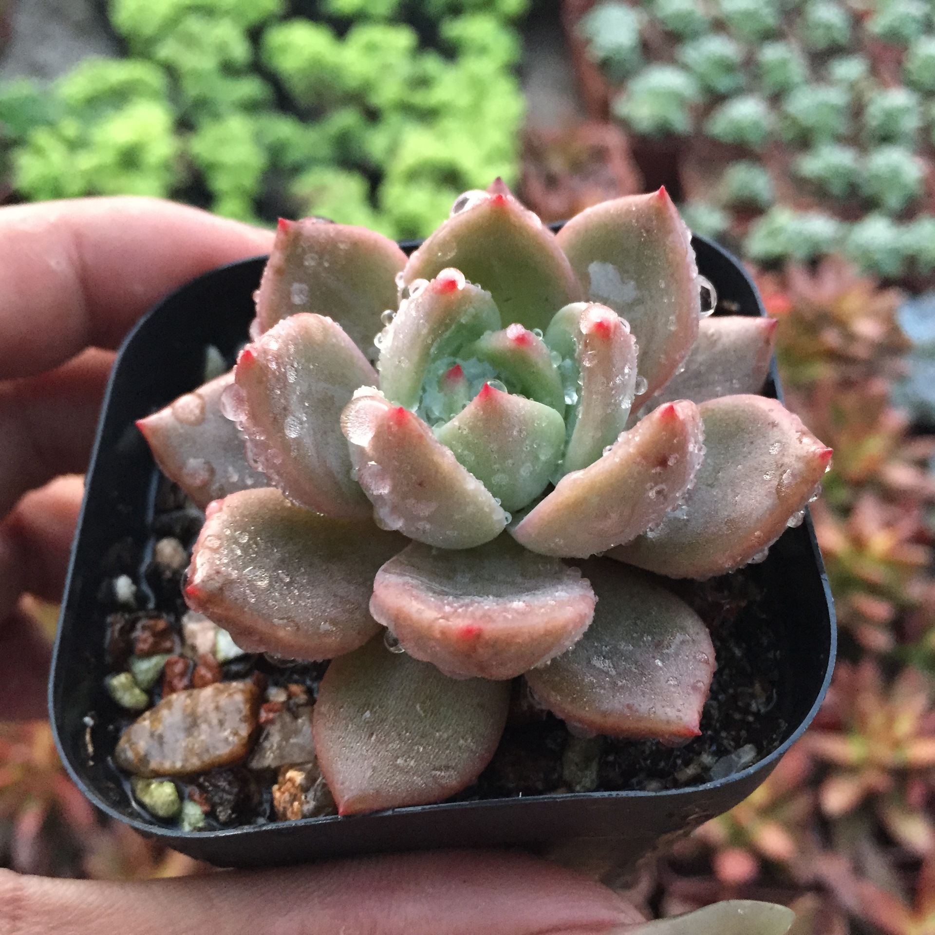 多肉植物 白夜香槟 多肉植物批 进口多肉植物批发 特价
