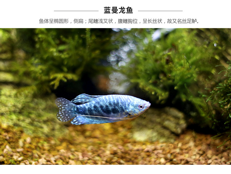 渔场养殖批发观赏鱼热带鱼 蓝曼龙黄曼龙鱼活体 淡水小宠鱼活体