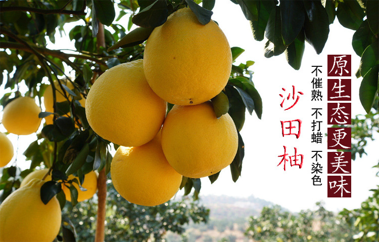 广西特产新鲜水果正宗 容县沙田柚一级 自良白肉柚子发2斤胜蜜柚