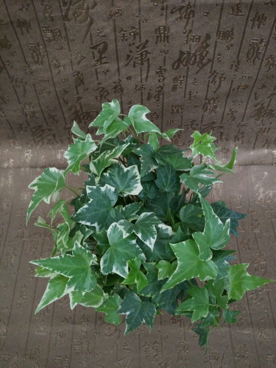 大量批发常春藤 银边常春藤 花叶常春藤室内高档绿植花卉盆栽基地