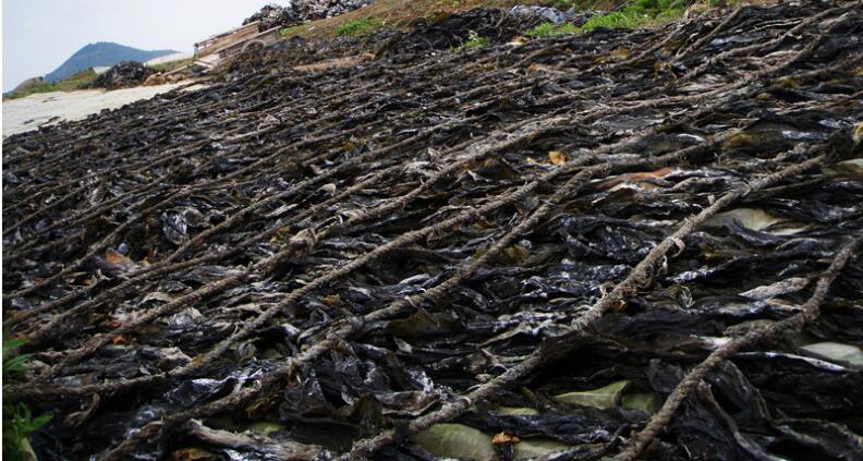 海带,是一种在低温海水中生长的大型海生褐藻植物,属海藻类植物,可以
