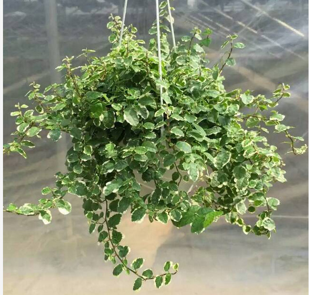 【基地直供】工程苗木盆栽室内绿化植物花卉180#花叶霹雳垂吊