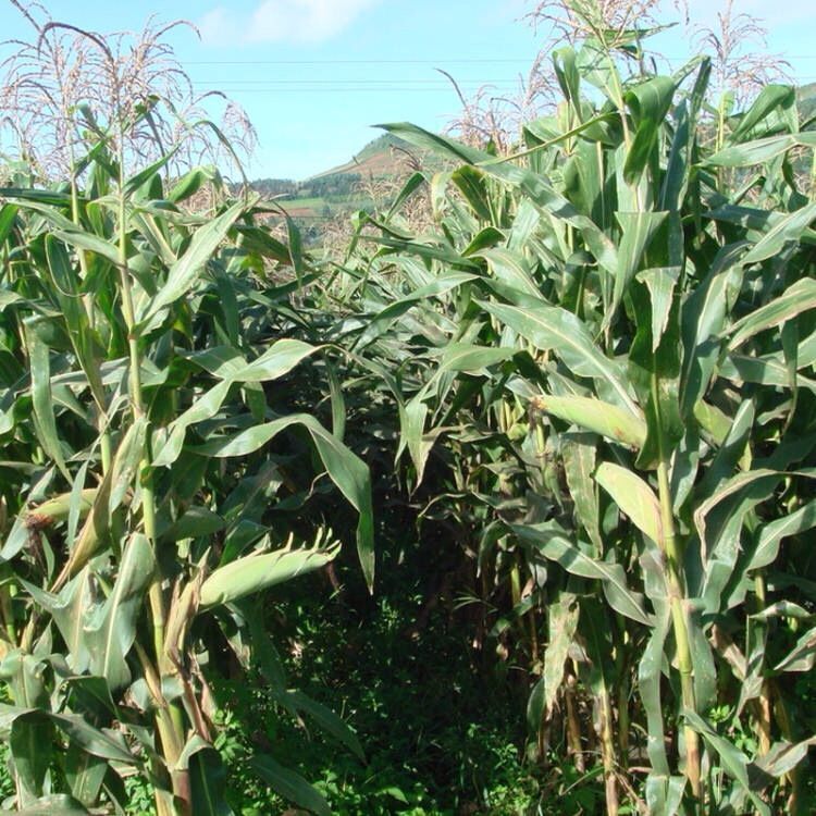 玉米棒(一等箱装40支)】价格,批发,供应商厂家 - 文登海禾食品有限