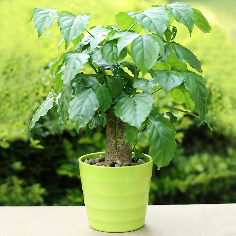 绿宝盆景除甲醛防辐射 花卉盆栽幸福树 花草植物办公室内桌面绿植