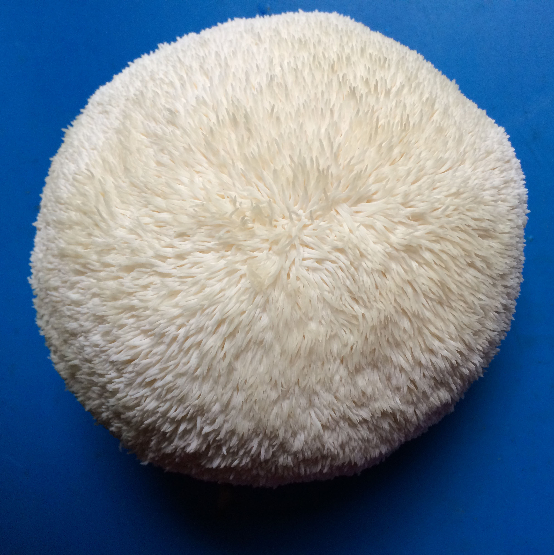 猴头菇_猴头菇供应商_猴头菇批发市场 - 阿里巴巴