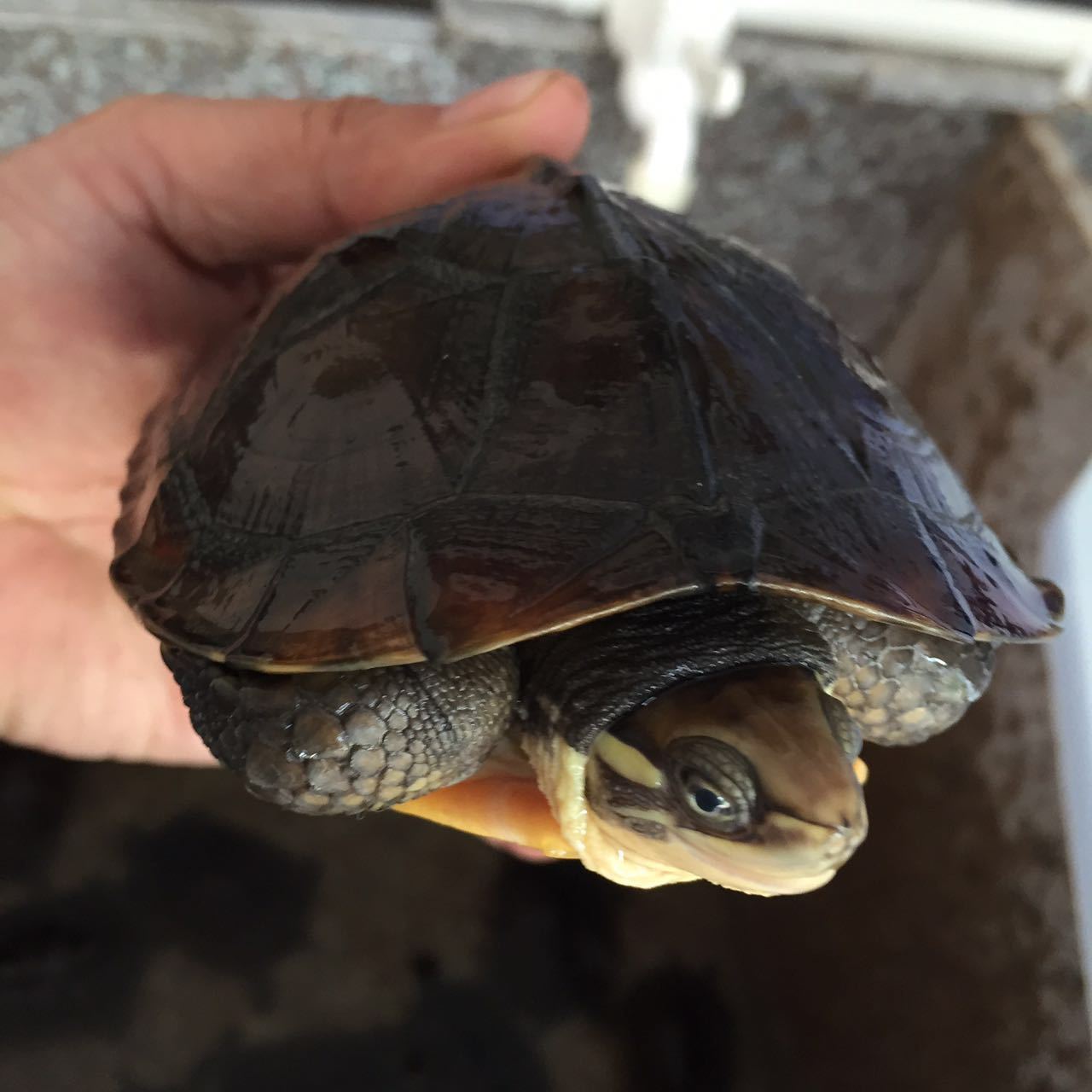 石金钱龟 淡水龟 鳖 户外 实力商家 野生 天然 活体 .