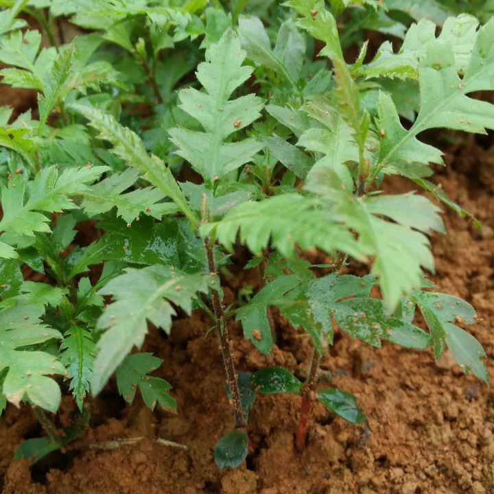 籽播杨梅苗 杨梅小苗 果树苗优质杨梅幼苗 基地直销