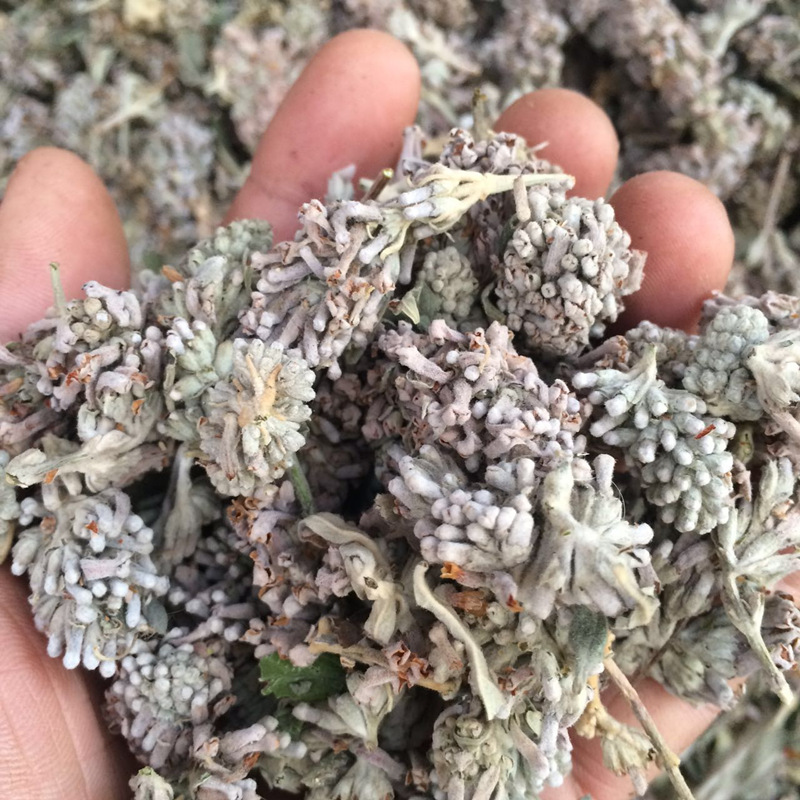 江湖地摊密蒙花茶 展销会 百花草益寿茶送全套广告