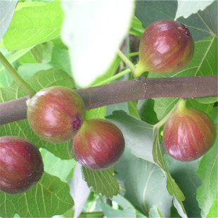 无花果小苗当年结果 基地批发无花果苗 贵州无花果苗多少钱