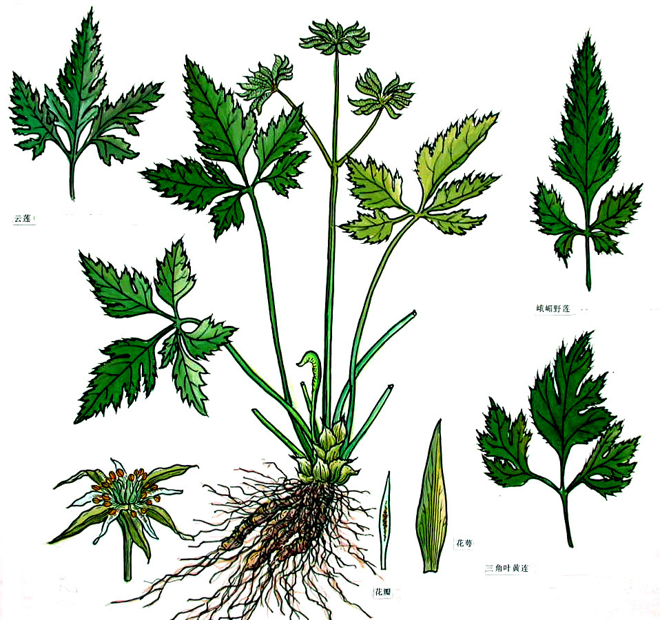 中药材批发 黄连 川连 姜连 川黄连 姜黄连 大货供应