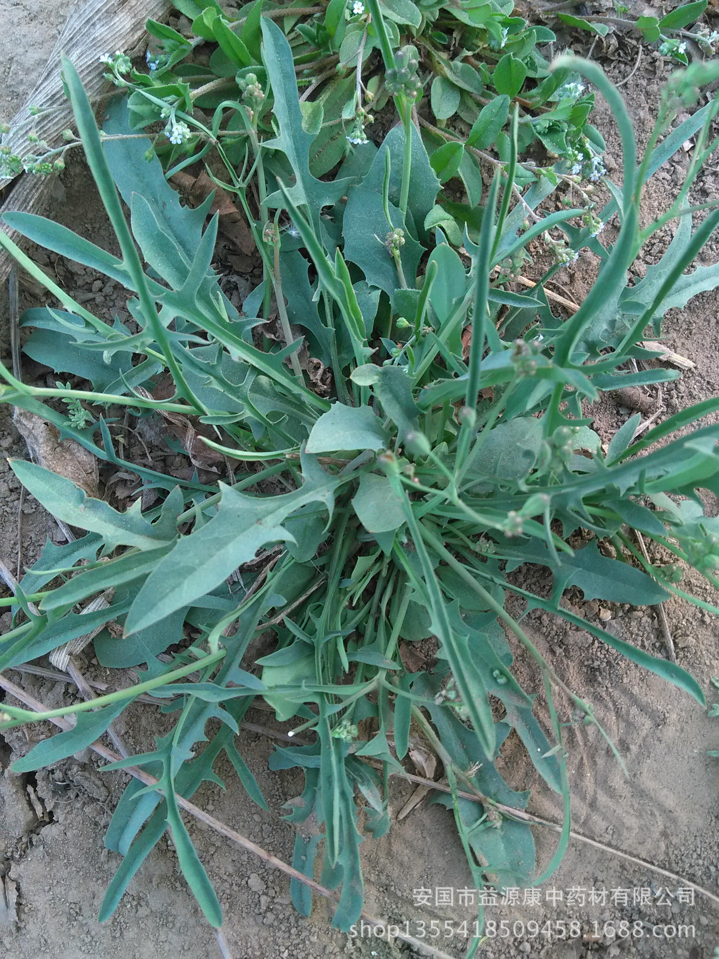 苦卖菜.黄花草.苦草