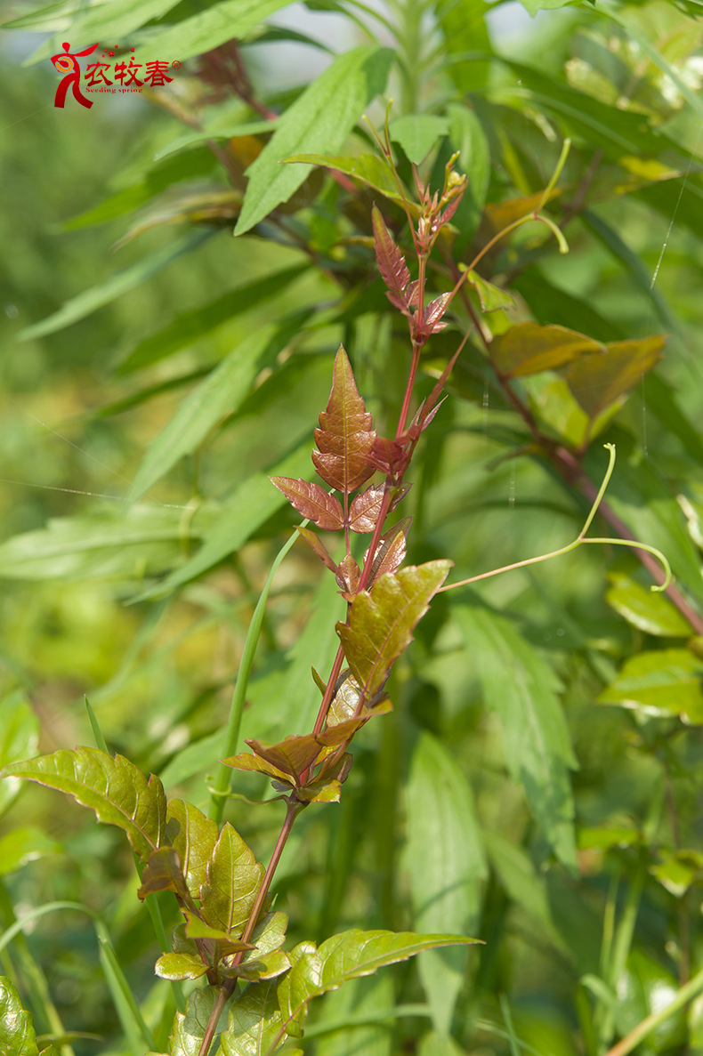 野生藤茶 250g包装 养生保健藤茶 商家现货大量批发 量大从优