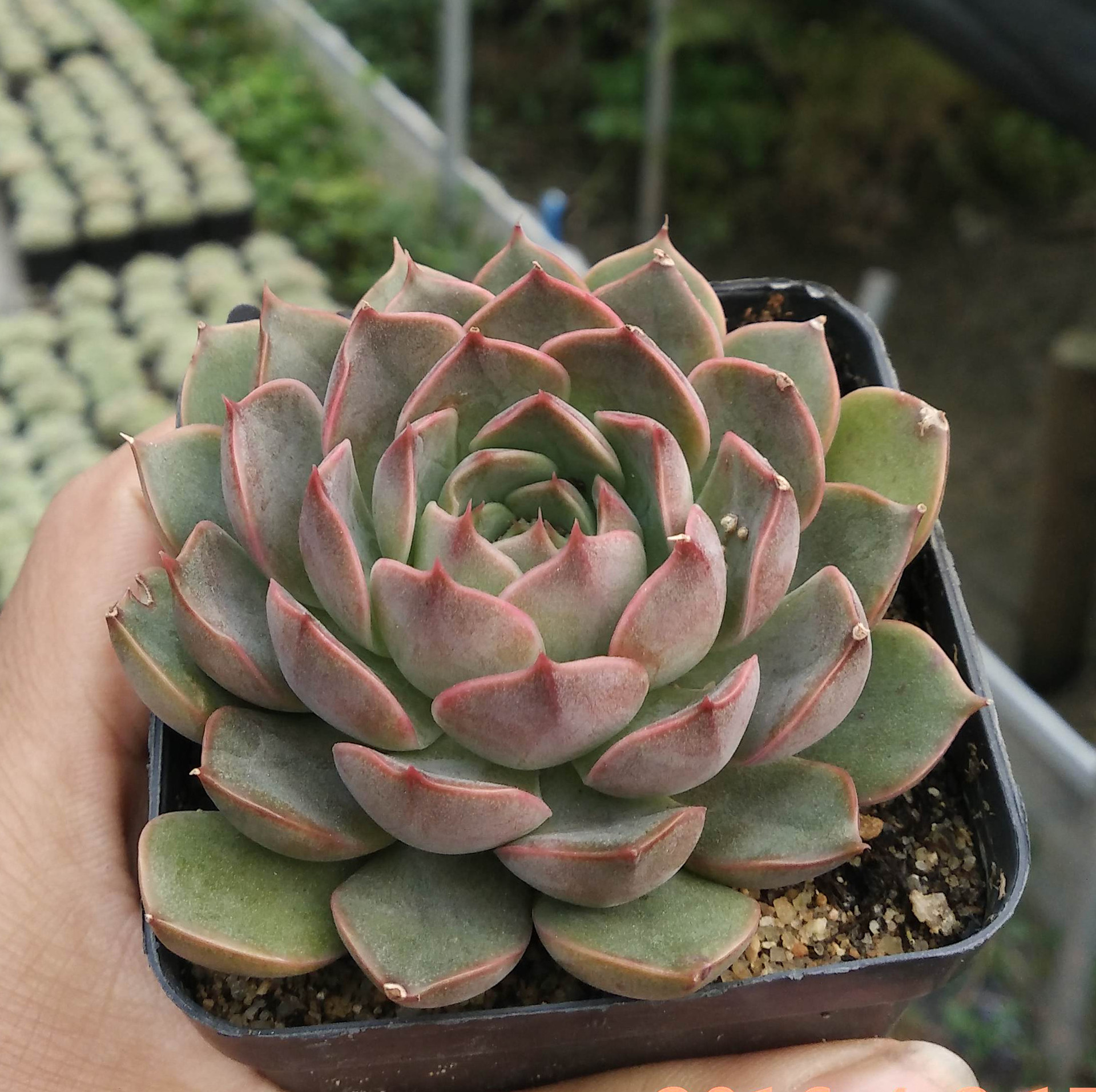 圣路易斯 状态好 多肉植物批发特价 迷你盆栽 多肉植物盆栽.