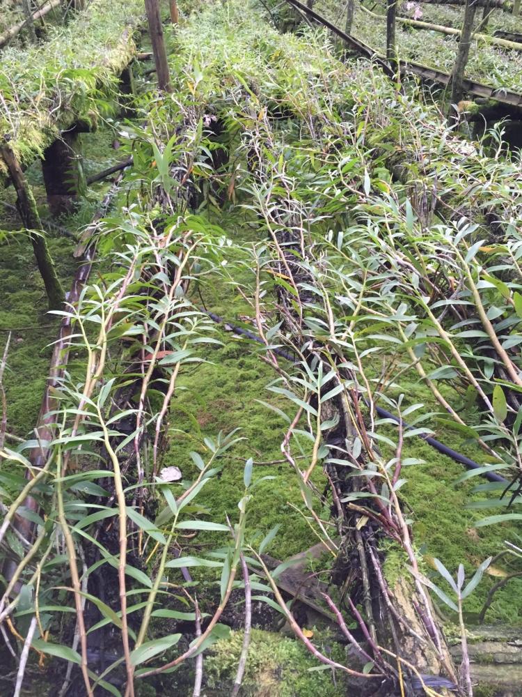云南德宏紫皮石斛鲜条 高山种植紫皮石斛鲜条大量批发