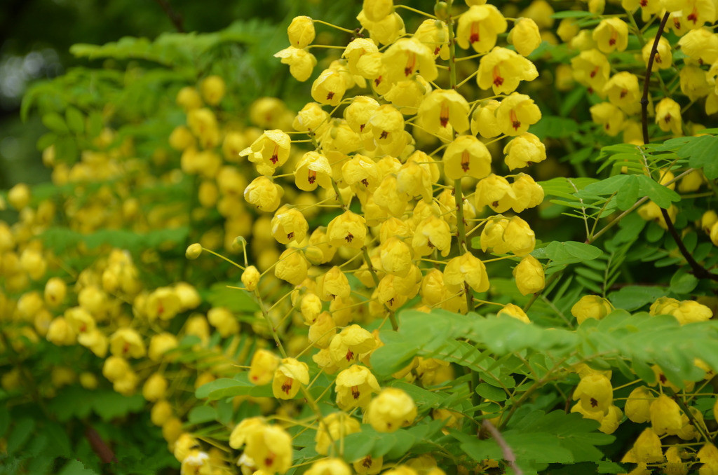 决明子粉草决明生粉喷雾干燥粉