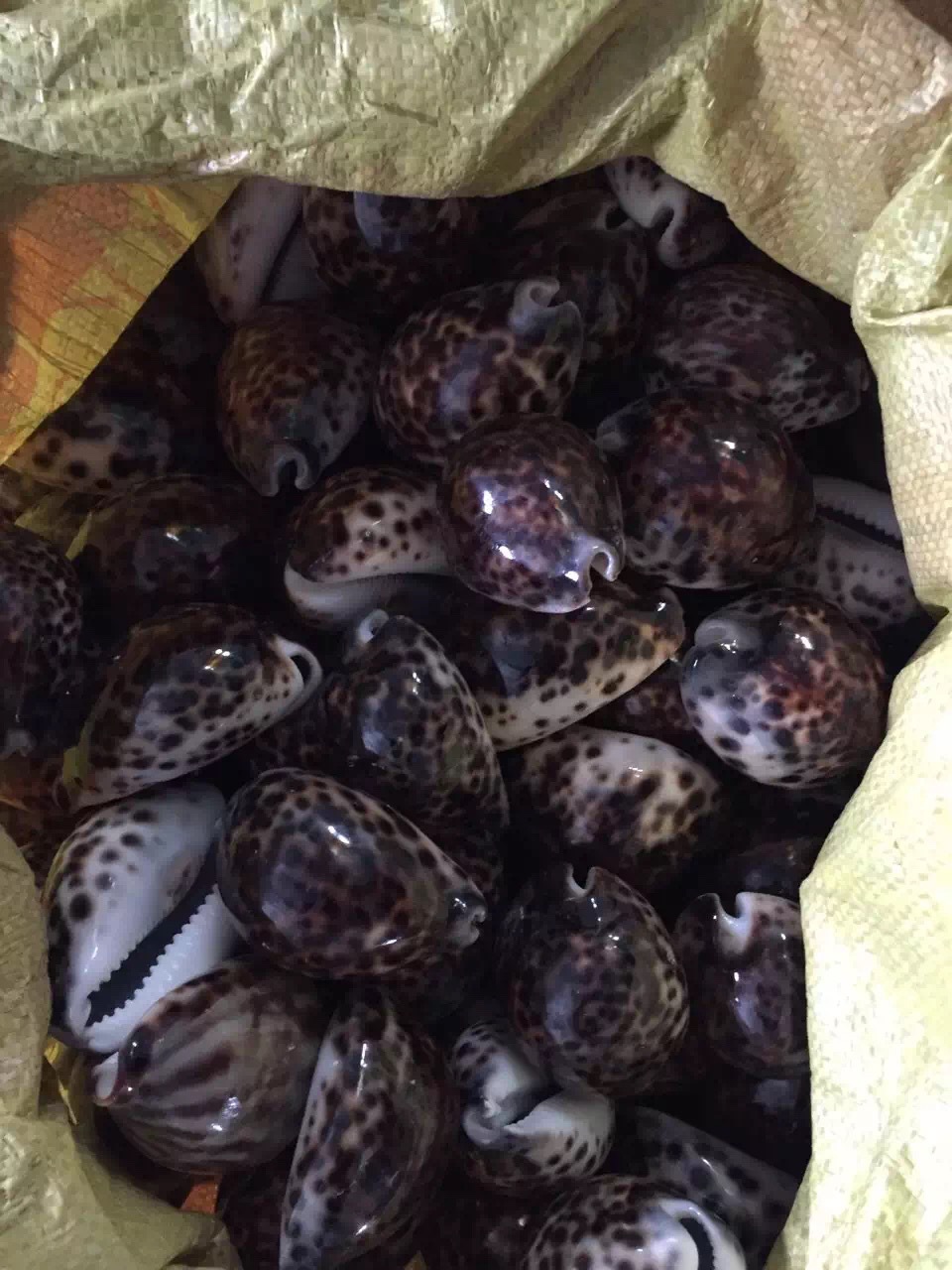 虎斑贝 鱼缸家居 酒店装饰 天然贝壳 海螺 海星批发