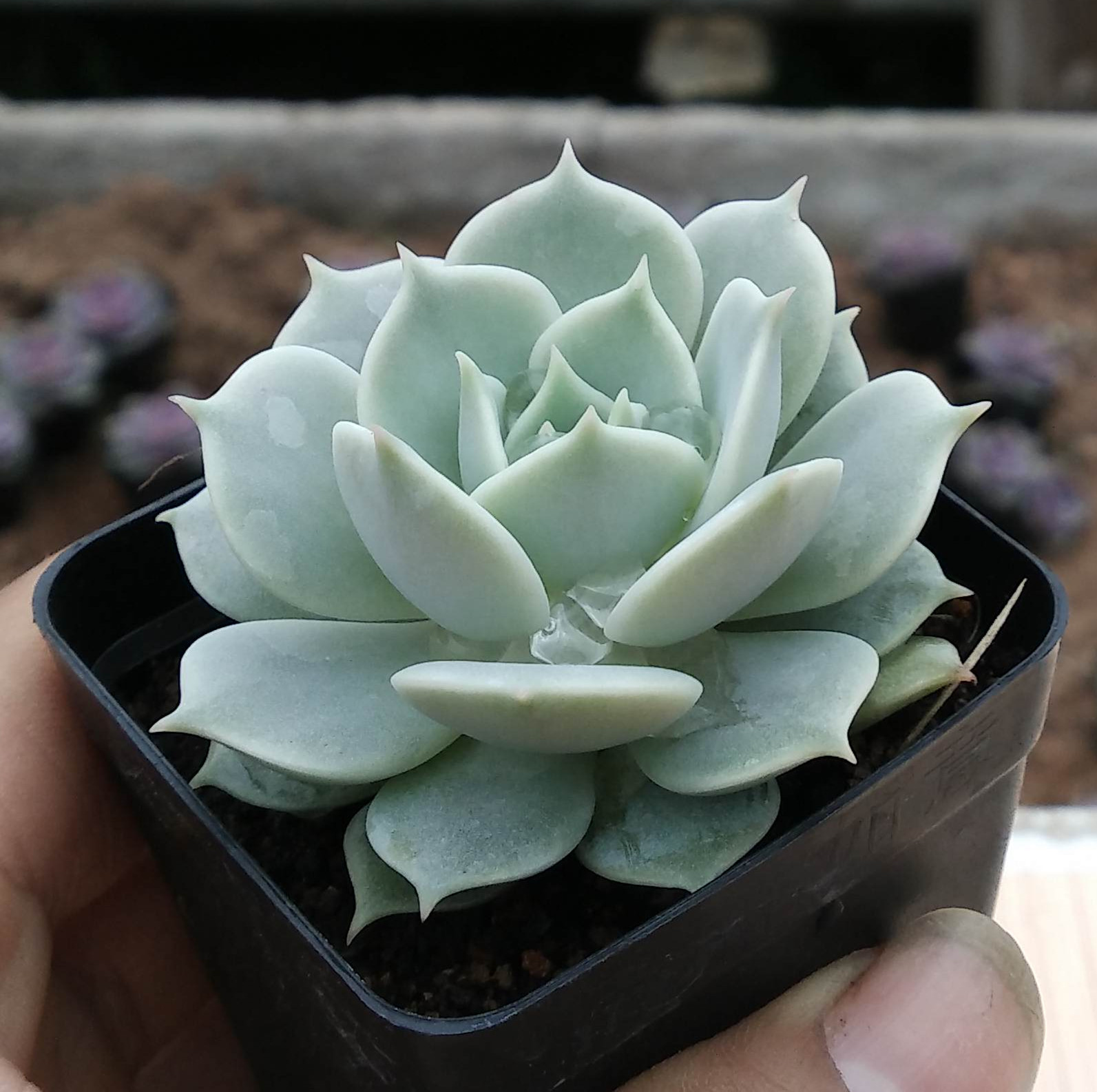 露娜莲 漳州多肉植物批发特价 迷你盆栽 多肉植物老桩 小盆.