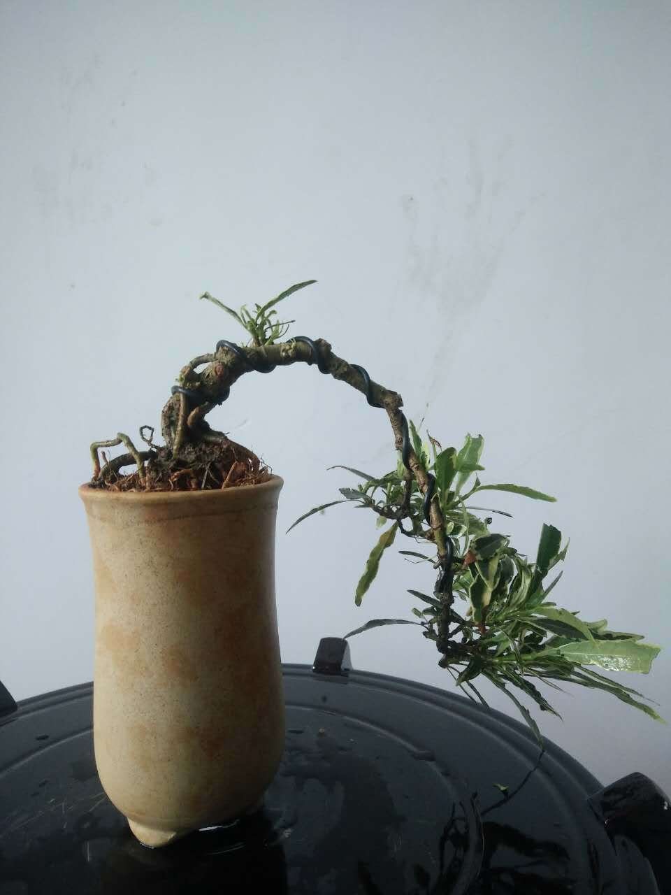 雀舌栀子微型盆景,雀舌栀子掌上盆景,雀舌栀子小盆栽,提根小叶