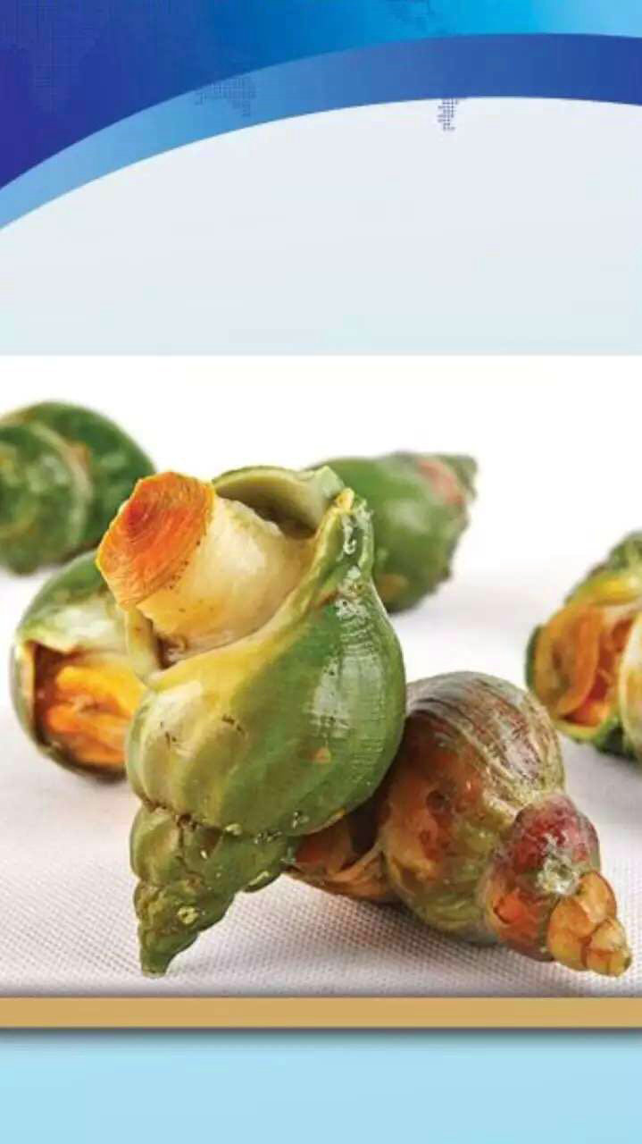 大量出售 速冻翡翠螺 新鲜翡翠螺海产品 质量保证